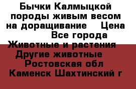 Бычки Калмыцкой породы живым весом на доращивание. › Цена ­ 135 - Все города Животные и растения » Другие животные   . Ростовская обл.,Каменск-Шахтинский г.